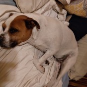 A small brown and white dog.