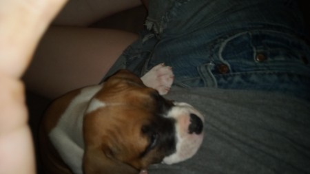 A small brown, white and black puppy.