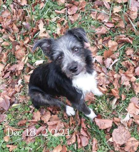 A small dog sitting on grass and leaves.