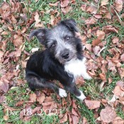 A small dog sitting on grass and leaves.