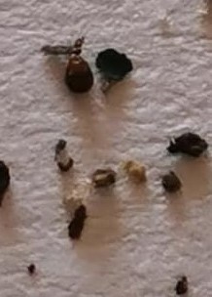 Parasite On My Head?