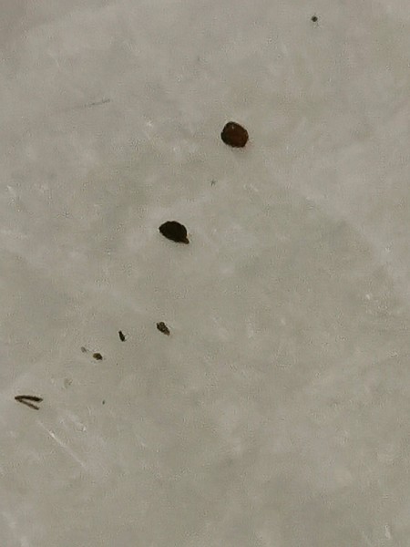 Parasite On My Head?