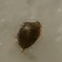 Parasite On My Head?