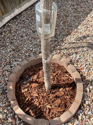 A bottle attached to a tree trunk.