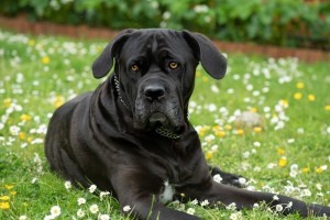 A black dog in a field of daisies.