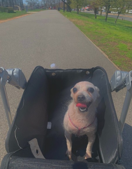 A small dog in a stroller.