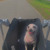 A small dog in a stroller.