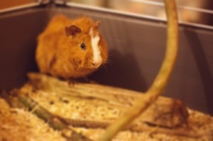 A guinea pig in a cage.