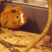 A guinea pig in a cage.