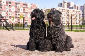 Two black terriers sitting on the ground.