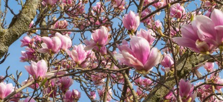 A tree filled with magnolia blossoms.