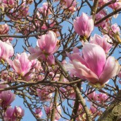 A tree filled with magnolia blossoms.