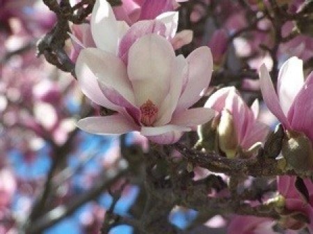 A close up of a magnolia blossom.