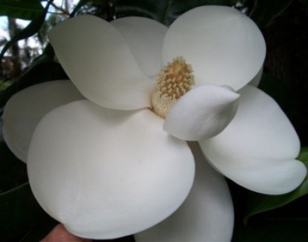 A white magnolia blossom.