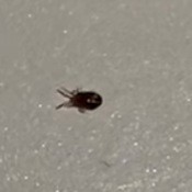 A small black bug.