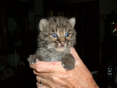 A bobcat kitten being held.