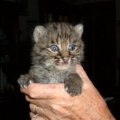 A bobcat kitten being held.