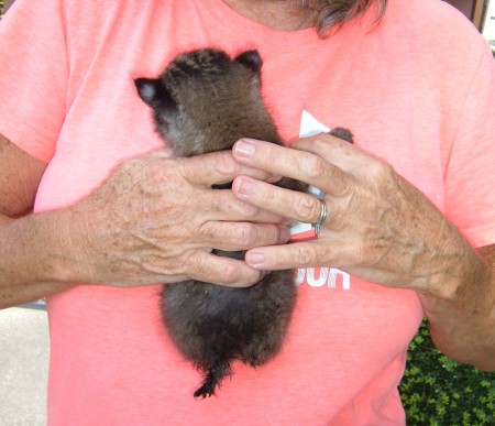 A bobcat kitten being held.