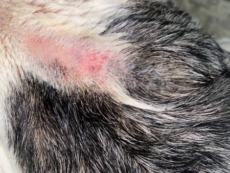 Clear Blister on Dog's Skin? | ThriftyFun