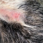 Identifying Lumps on Back of Dog's Neck?