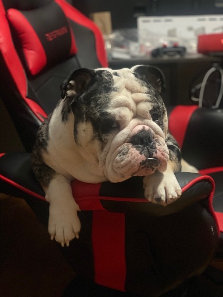 An English bulldog on a chair.