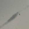 A small bug on a white surface.
