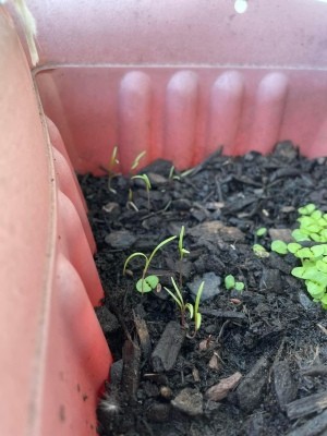 Sprouted dill seeds in a pot.