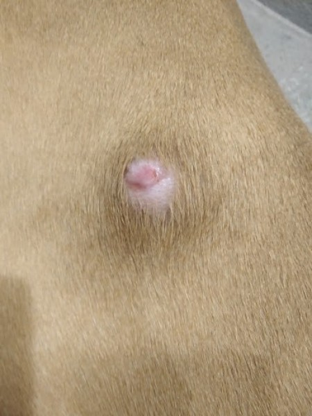 Treating a Pet's Wound | ThriftyFun