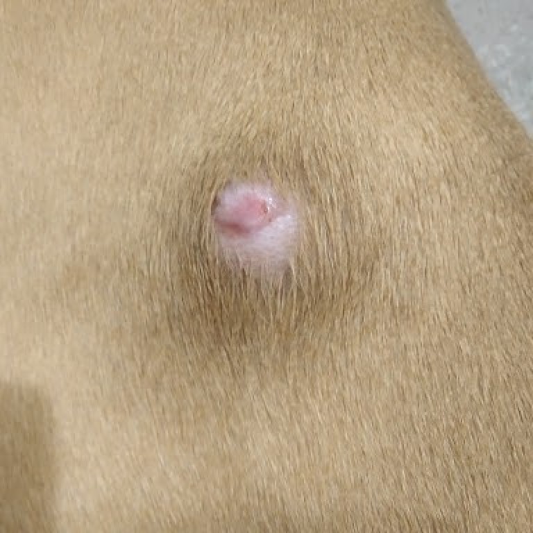 Treating a Wound on a Dog? | ThriftyFun