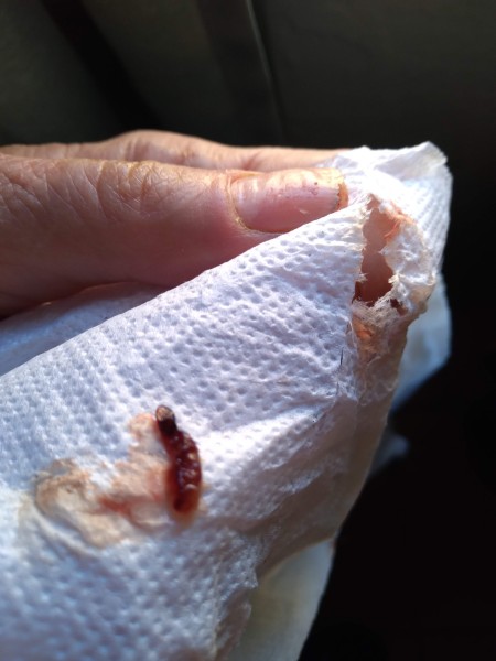 Identifying a Tiny Black Bug?