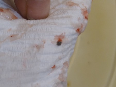 Identifying a Tiny Black Bug?