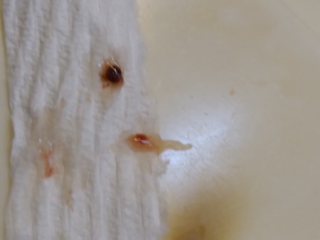 Identifying a Tiny Black Bug?