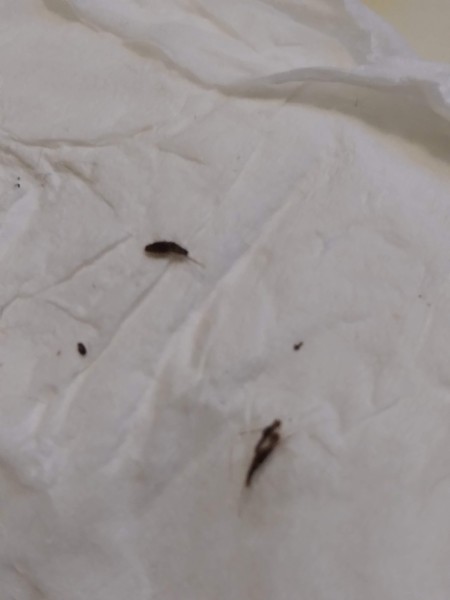 Identifying a Tiny Black Bug?