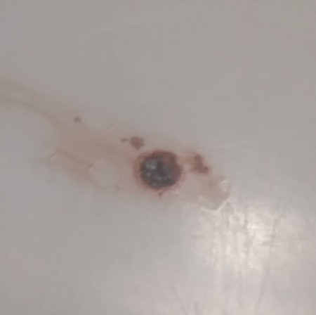 Identifying a Tiny Black Bug?