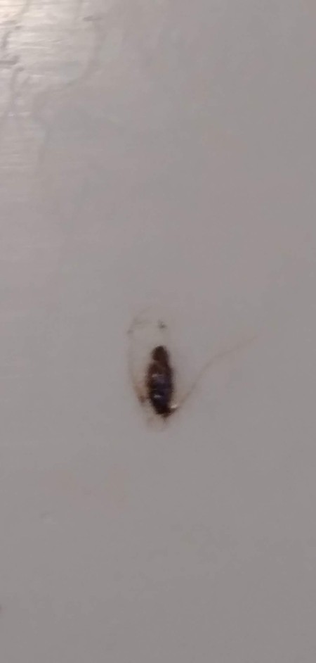Identifying a Tiny Black Bug?