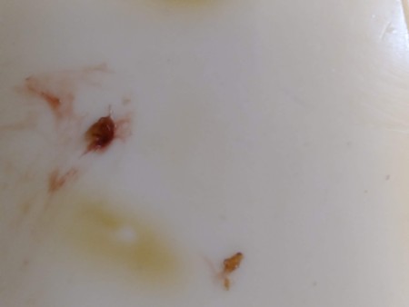 Identifying a Tiny Black Bug?