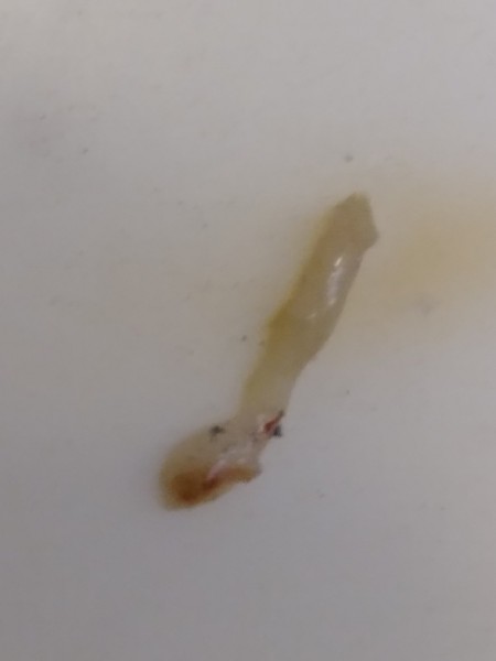 Identifying a Tiny Black Bug?