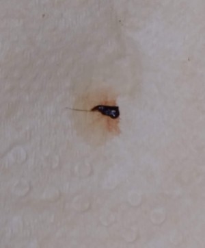 A tiny black bug on a paper towel.