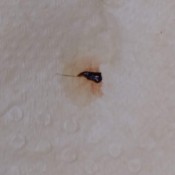 A tiny black bug on a paper towel.