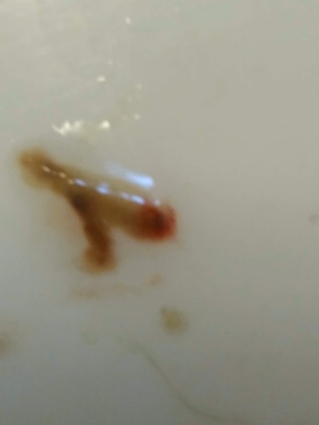 Identifying a Tiny Black Bug?