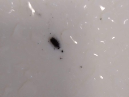 Identifying a Tiny Black Bug?