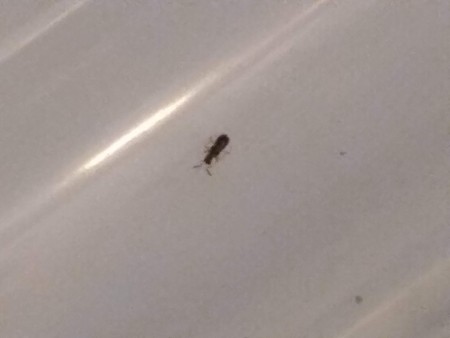 Identifying a Tiny Black Bug?