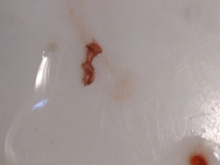 Identifying a Tiny Black Bug?