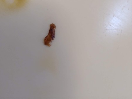 Identifying a Tiny Black Bug?