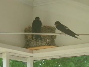 Barn swallows with a nest