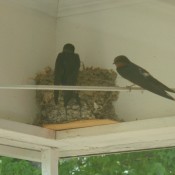 Barn swallows with a nest