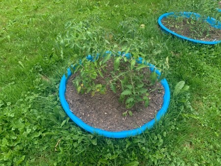 Tomatoes being grown in a kiddie pool.