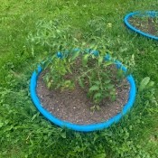 Tomatoes being grown in a kiddie pool.