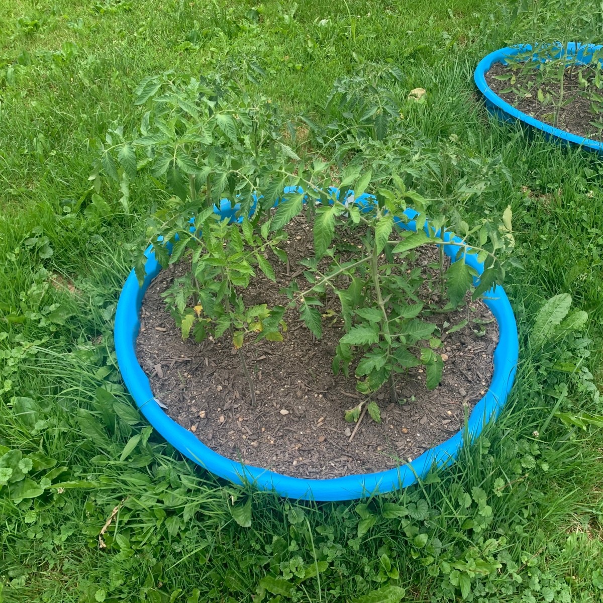 Staking Tomatoes In a Kiddie Pool? ThriftyFun