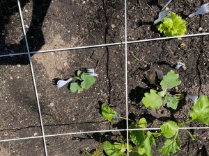 Forks around growing vegetables.